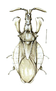 <i>Oxythyreus</i> Genus of true bugs