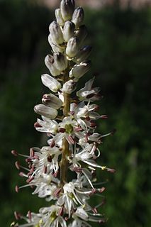 <i>Hastingsia alba</i> Species of flowering plant