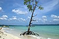 Havelock Island, Tree on the beach, Andaman Islands.jpg