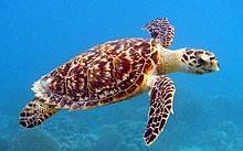 Hawksbill sea turtle-photograph provided by the National Oceanic and Atmospheric Administration (NOAA) Hawksbill sea turtle - NOAA.jpg