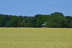 Champs de blé de noisetier.jpg