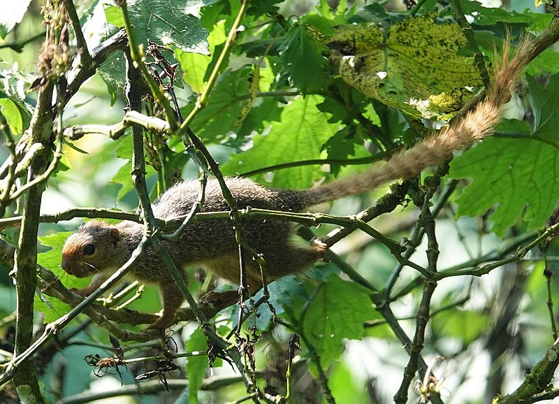 File:Heliosciurus ruwenzorii 24181289 (cropped).jpg