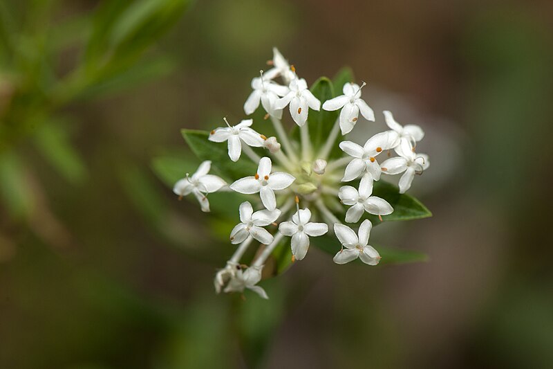 File:Hemmant Quarry Reserve (7117562741).jpg