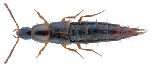 Heterothops dissimilis Gravenhorst, 1802 Male (32445660086)