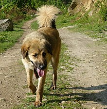 himalayan dog breeds