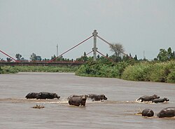 Virtahepoja Ruzizi-joen alajuoksulla Gatumbassa Burundissa