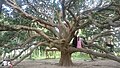 Hironkandi old mango tree