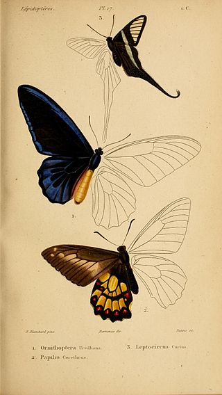 <i>Euryades</i> Genus of butterflies