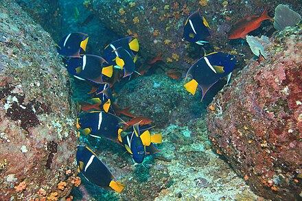 Passer angelfish in the national park