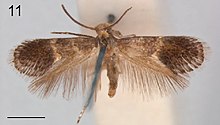 Holocacista selastis male.jpg