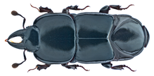 Hololepta elongata Erichson, 1834 (14883279746) .png