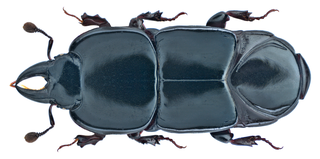 <i>Hololepta elongata</i> Species of beetle