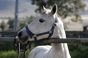 Horse profile