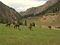 Horses in the Jety-Oguz valley (2563558381).jpg
