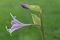 Hosta 'Grand Slam'. Bloeiwijze en bloemknop. Locatie, Tuinreservaat Jonkervallei.