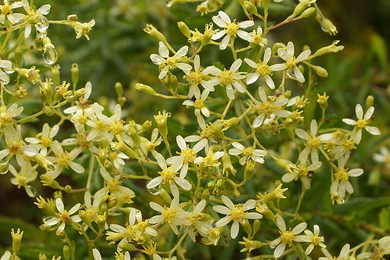 File:Hubertia ambavilla 2.JPG