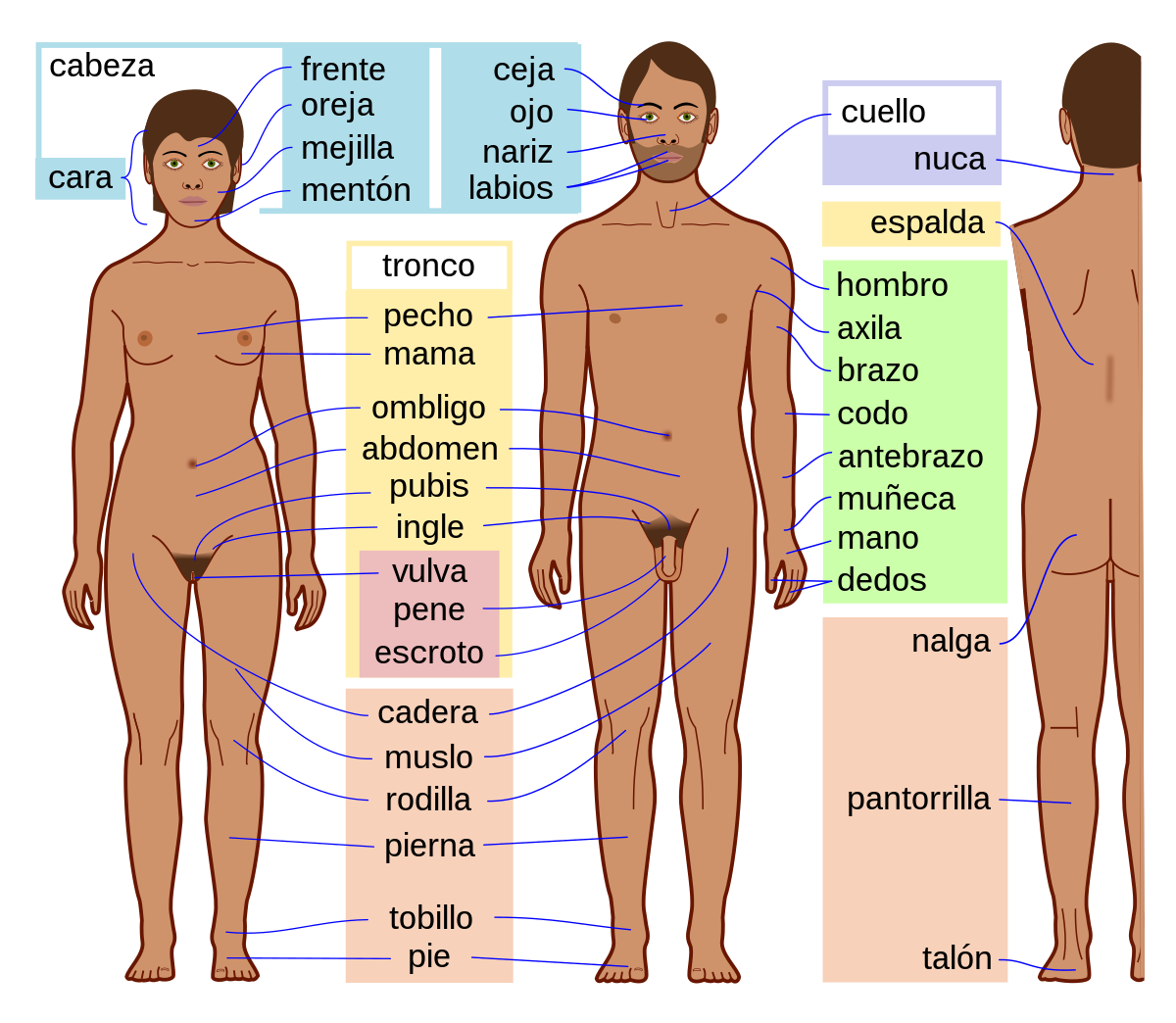 Cuerpos externos, Sistemas