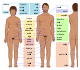 Cuerpo humano