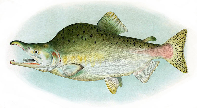 File:Humpback Salmon Breeding Male.jpg