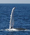 Humpback whales fin.jpg