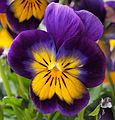 * Nomination Hybrid pansy (violet-yellow), Slovenia. Diameter 35 mm. --PetarM 15:48, 23 November 2016 (UTC) * Promotion Good quality. --Ajepbah 18:47, 23 November 2016 (UTC)