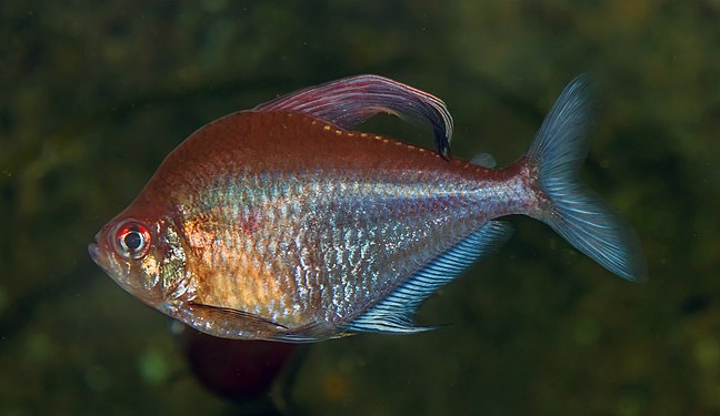 Hyphessobrycon erythrostigma