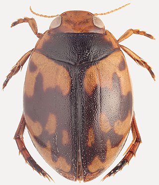 <span class="mw-page-title-main">Hyphydrini</span> Tribe of beetles