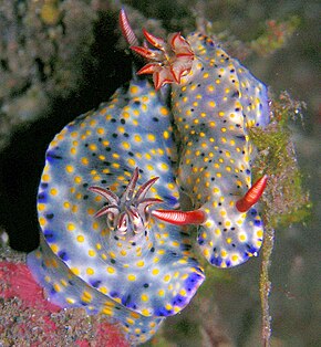 Descrierea imaginii Hypselodoris infucata.jpg.