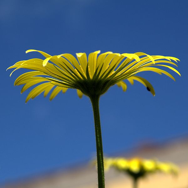 File:IMG 6236-1-Doronicum cordifolium.jpg