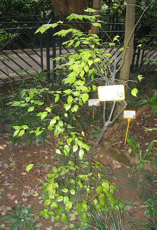 Ilex asprella - Hong Kong Botanical Garden - IMG 9570