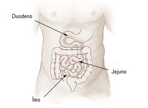 Intestino Delgado