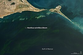 May 8 (1): Noctiluca scintillans bloom in the Gulf of Mannar