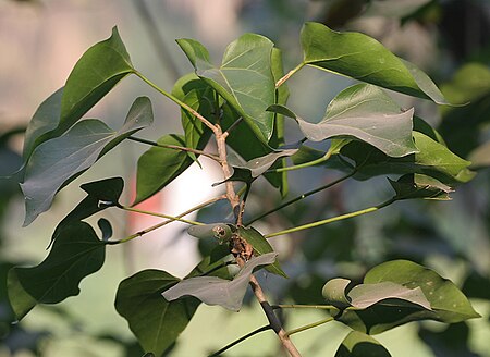 Fail:Indian Tulip Tree (Thespesia populnea) leaves in Kolkata W IMG 3530.jpg