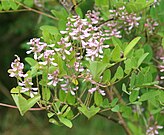 Indigofera potaninii 02.jpg