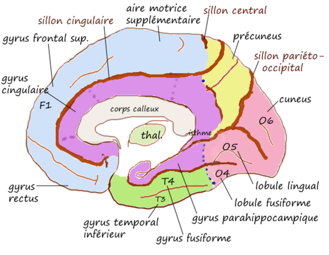 Gyrus Fornicatus