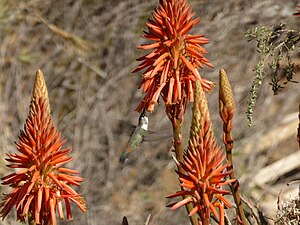 Aloe: Descripción, Etimología, Taxonomía