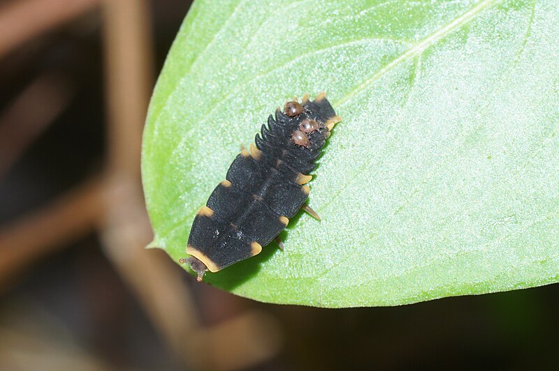 File:Insect 01705.JPG