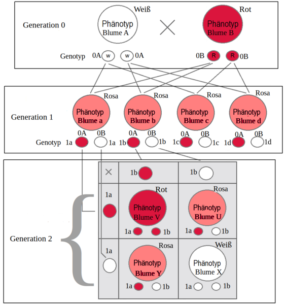 File:Intermediäre Vererbung.png