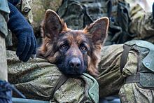 Собака МПМЦ ВС РФ, участвующая в разминировании Алеппо (Сирия)