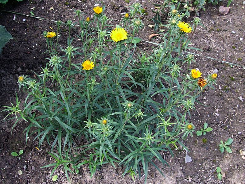 File:Inula ensifolia 1OB9.jpg