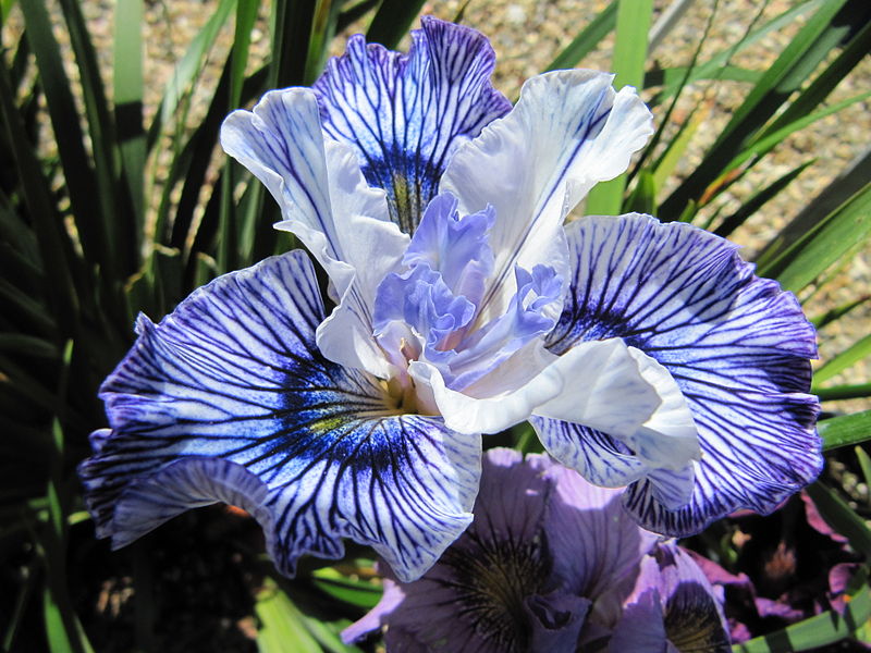 File:Iris ´Black Frills´.JPG