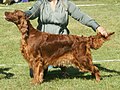 Irish Red Setter