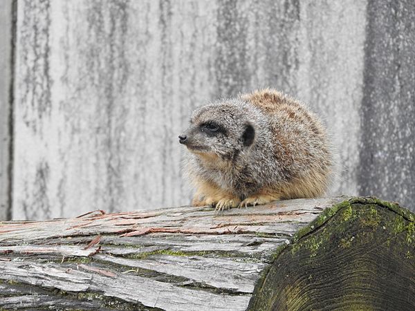 English: Animals in Ishikawa Zoo