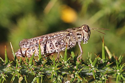 Italian locust Calliptamus italicus ♀