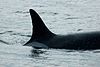 The unique dorsal fin of J2 Granny, showing her half-moon notch, taken as she swam through Haro Strait in Washington State in 2007