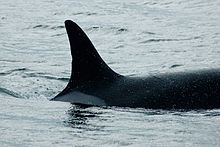 The unique dorsal fin of J2 Granny, showing her half-moon notch, taken as she swam through Haro Strait in Washington State in 2007 J2Granny.jpg