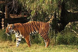 Panthera Tigris Amoyensis: Caratteristiche fisiche, Dieta, Habitat