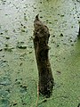 Jezioro Lipieniec Mały na Wysoczyźnie Polanowskiej w rezerwacie przyrody Skotawskie Łąki. Ślady aktywności bobra europejskiego (Castor fiber).
