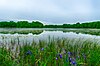 Jones Lake State Natural Area.jpg