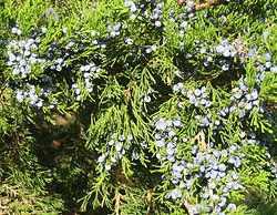 Juniperus virginiana (cones imaturos).